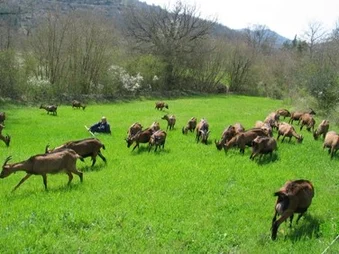 Goats in the field