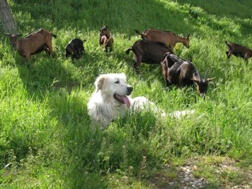 Dog in field