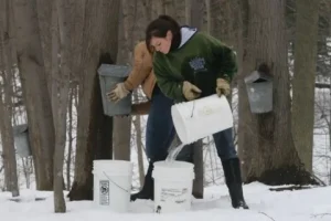 harvesting maple sap