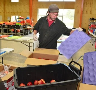 packing boxes of fruit