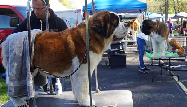 St. Bernard getting groomed