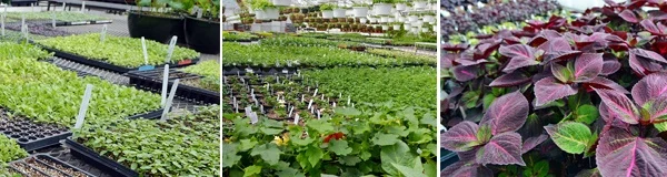 Images of plants in greenhouse
