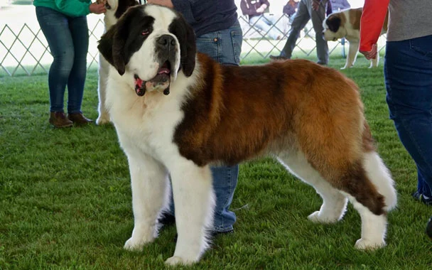 Saint Bernard Dog Show Opens the Season for Quintessential Catskills Family Resort