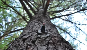 USB in a tree