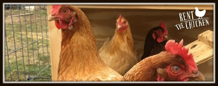 Ready for Some Farm Fresh Eggs, Greene County? Well Then, Rent a Chicken!