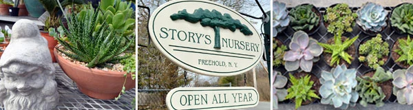 Succulants and Story's Nursery Sign 