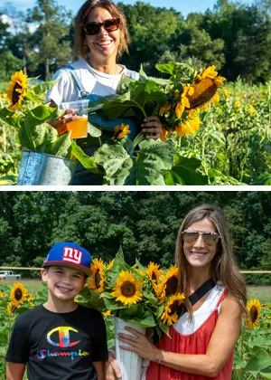 Sunflowers 