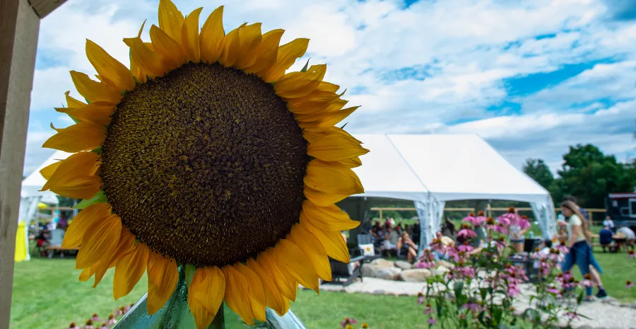 Sunflowers & Sangria a Superb Success in Leeds, NY