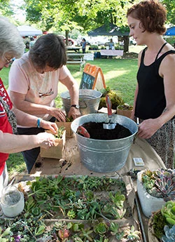 Freshly potting plants