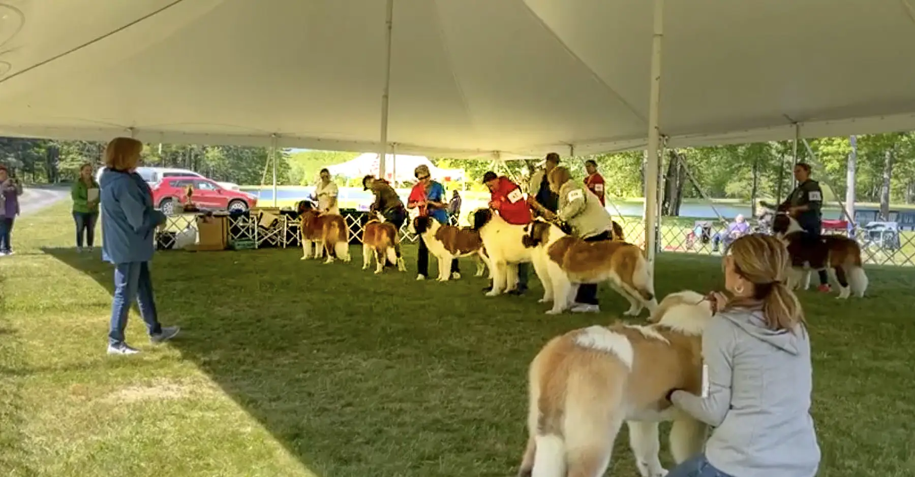 Family-Run Resort Marks 5 Years of Saint Bernard Shows